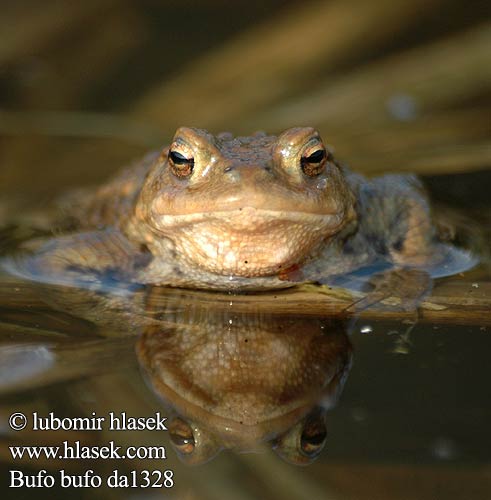 Ропуха сіра звичайна Bufo bufo Common Toad Skrubtudse Rupisammakko