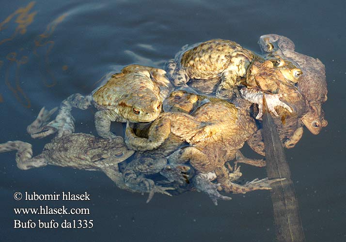 Common Toad Skrubtudse Rupisammakko Crapaud commun Gewone pad