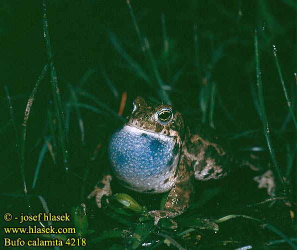 Рапуха чаротавая Камышовая жаба Smrdlja Haçlı karakurbağası Ропуха очеретяна Bufo calamita Natterjack toad Strandtudse Haisukonna Crapaud calamite Rugstreeppad Rospo calamita Nádi varangy Kreuzkröte Ropucha paskówka Ropucha krátkonohá Sapo corredor Stinkpadda Stink-padda Strand-padda Rustg verschlà