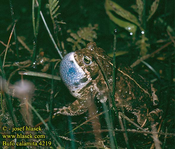 Ропуха очеретяна Bufo calamita Natterjack toad Strandtudse Haisukonna Crapaud calamite Rugstreeppad Rospo calamita Nádi varangy Kreuzkröte Ropucha paskówka Ropucha krátkonohá Sapo corredor Stinkpadda Stink-padda Strand-padda Rustg verschlà Рапуха чаротавая Камышовая жаба Smrdlja Haçlı karakurbağası