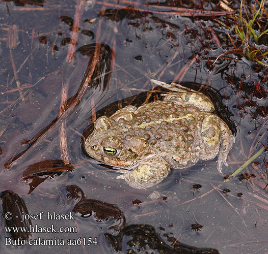 Crapaud calamite Rugstreeppad Rospo calamita Nádi varangy Kreuzkröte Ropucha paskówka Ropucha krátkonohá Sapo corredor Stinkpadda Stink-padda Strand-padda Rustg verschlà Рапуха чаротавая Камышовая жаба Smrdlja Haçlı karakurbağası Ропуха очеретяна Bufo calamita Natterjack toad Strandtudse Haisukonna