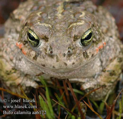 Камышовая жаба Smrdlja Haçlı karakurbağası Ропуха очеретяна Bufo calamita Natterjack toad Strandtudse Haisukonna Crapaud calamite Rugstreeppad Rospo calamita Nádi varangy Kreuzkröte Ropucha paskówka Ropucha krátkonohá Sapo corredor Stinkpadda Stink-padda Strand-padda Rustg verschlà Рапуха чаротавая