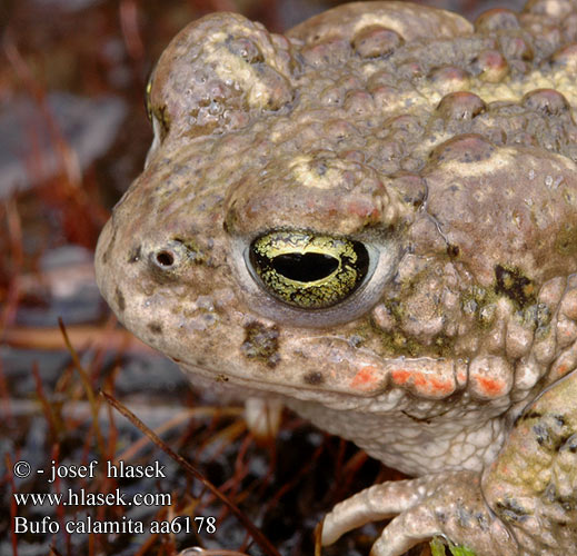 Natterjack toad Strandtudse Haisukonna Crapaud calamite Rugstreeppad Rospo calamita Nádi varangy Kreuzkröte Ropucha paskówka Ropucha krátkonohá Sapo corredor Stinkpadda Stink-padda Strand-padda Rustg verschlà Рапуха чаротавая Камышовая жаба Smrdlja Haçlı karakurbağası Ропуха очеретяна Bufo calamita