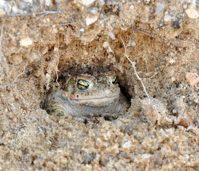 Strandtudse Haisukonna Crapaud calamite Rugstreeppad Rospo calamita Nádi varangy Kreuzkröte Ropucha paskówka Ropucha krátkonohá Sapo corredor Stinkpadda Stink-padda Strand-padda Rustg verschlà Рапуха чаротавая Камышовая жаба Smrdlja Haçlı karakurbağası Ропуха очеретяна Bufo calamita Natterjack toad