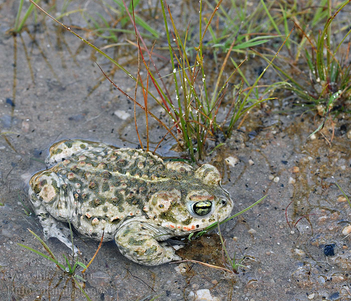 Haisukonna Crapaud calamite Rugstreeppad Rospo calamita Nádi varangy Kreuzkröte Ropucha paskówka Ropucha krátkonohá Sapo corredor Stinkpadda Stink-padda Strand-padda Rustg verschlà Рапуха чаротавая Камышовая жаба Smrdlja Haçlı karakurbağası Ропуха очеретяна Bufo calamita Natterjack toad Strandtudse