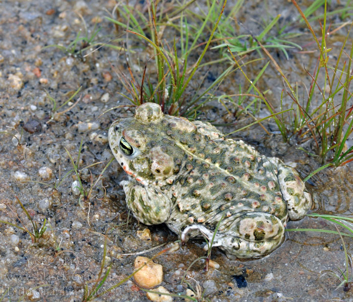 Crapaud calamite Rugstreeppad Rospo calamita Nádi varangy Kreuzkröte Ropucha paskówka Ropucha krátkonohá Sapo corredor Stinkpadda Stink-padda Strand-padda Rustg verschlà Рапуха чаротавая Камышовая жаба Smrdlja Haçlı karakurbağası Ропуха очеретяна Bufo calamita Natterjack toad Strandtudse Haisukonna