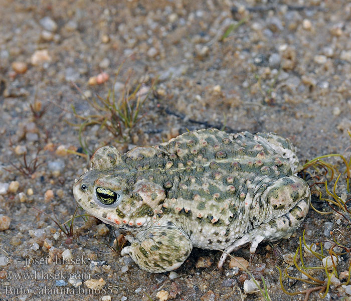 Bufo calamita Natterjack toad Strandtudse Haisukonna Crapaud calamite Rugstreeppad Rospo calamita Nádi varangy Kreuzkröte Ropucha paskówka Ropucha krátkonohá Sapo corredor Stinkpadda Stink-padda Strand-padda Rustg verschlà Рапуха чаротавая Камышовая жаба Smrdlja Haçlı karakurbağası Ропуха очеретяна