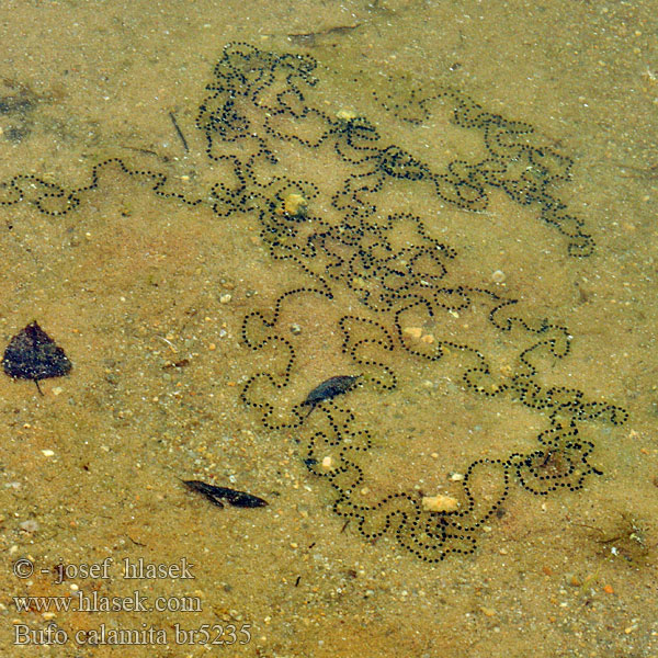 Bufo calamita Haisukonna Crapaud calamite