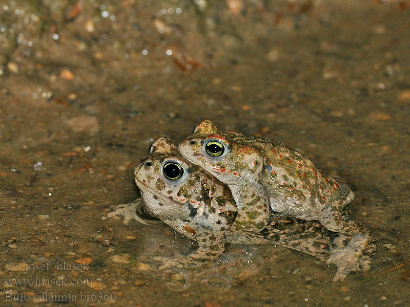 Bufo calamita Ropucha paskówka Ropucha krátkonohá