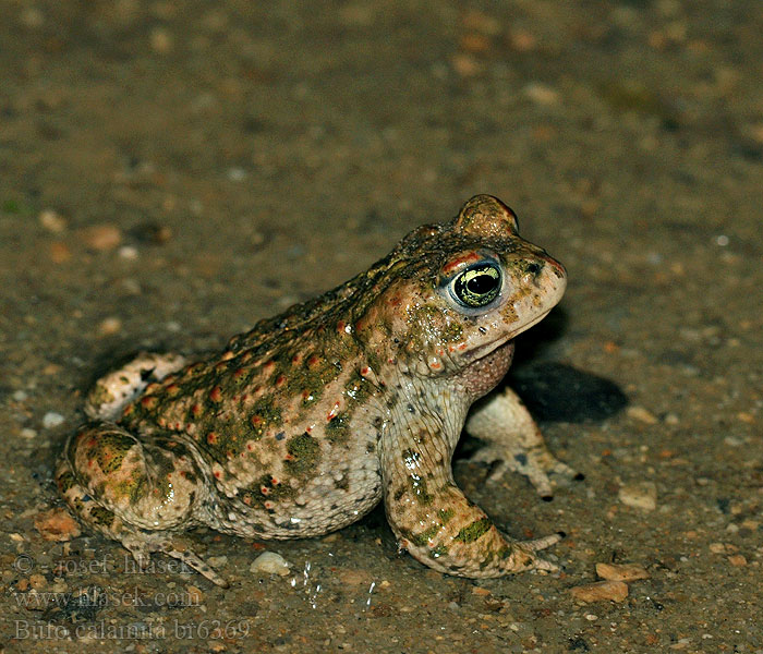 Bufo calamita Ropucha krátkonohá Sapo corredor