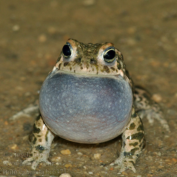 Bufo calamita Sapo corredor