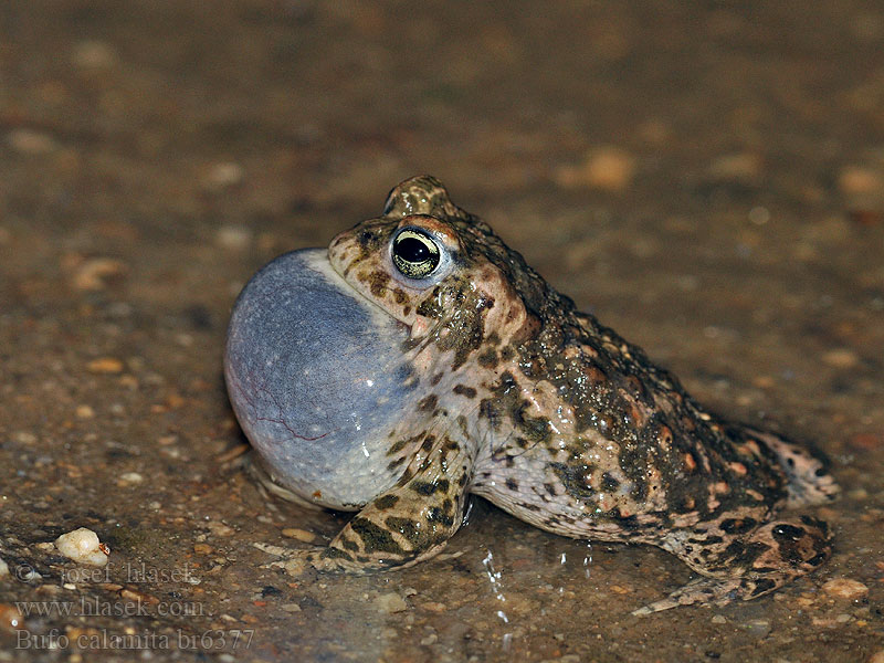 Bufo calamita Rustg verschlà Рапуха