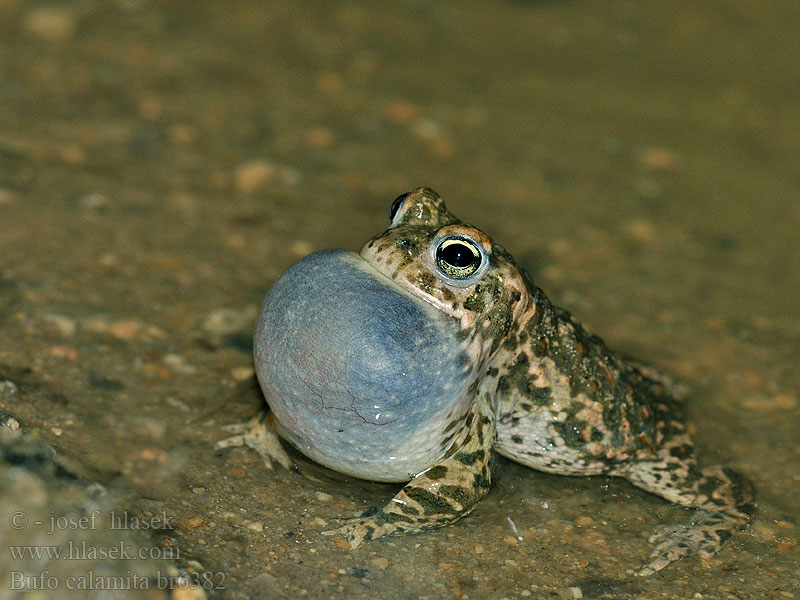 Bufo calamita Stinkpadda Stink-padda Strand-padda