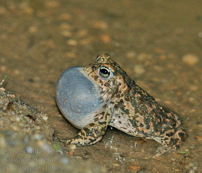 Bufo calamita Рапуха чаротавая Камышовая жаба