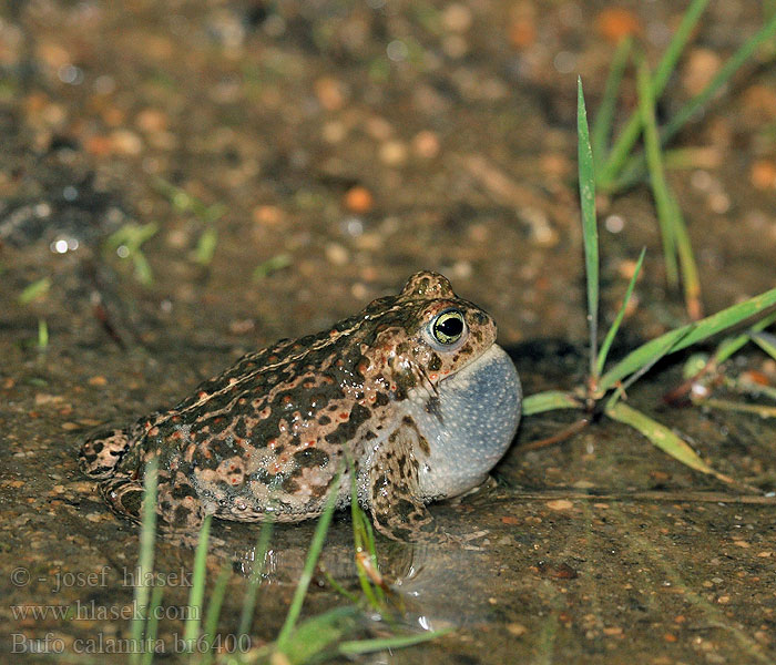 Bufo calamita Камышовая жаба Smrdlja Haçlı karakurbağası