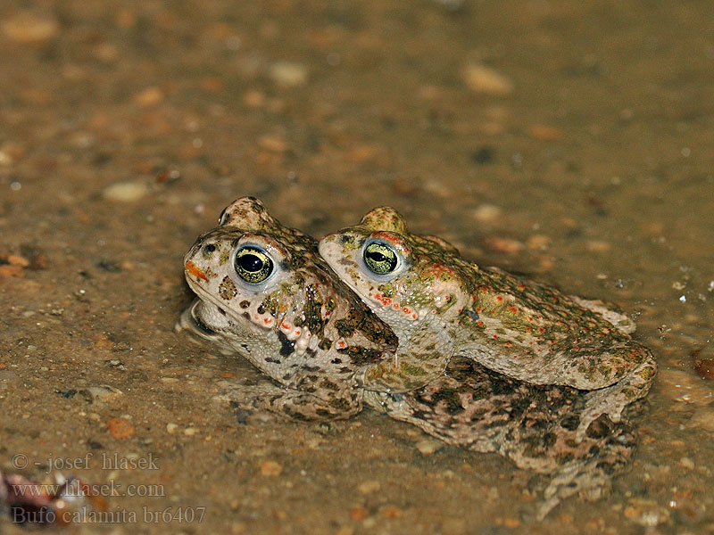 Bufo calamita Smrdlja Haçlı karakurbağası