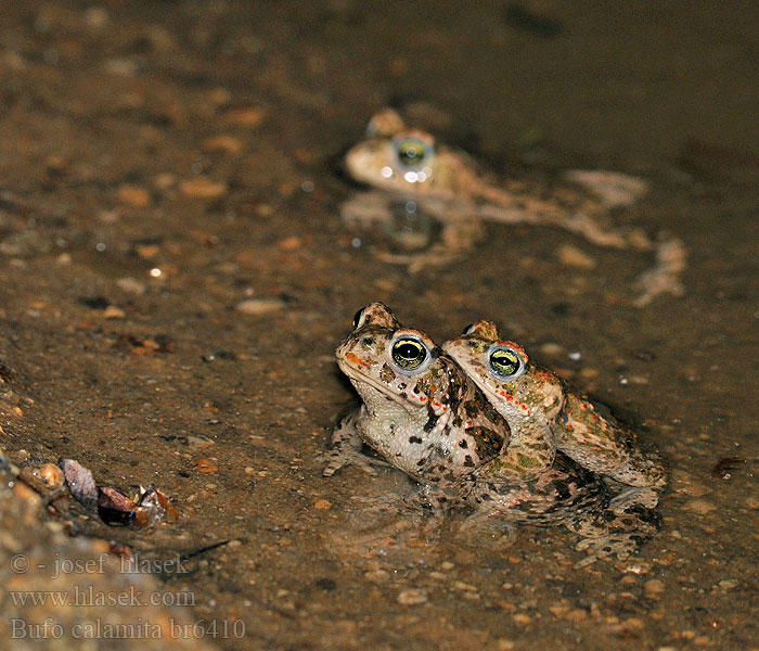 Bufo calamita Haçlı karakurbağası Ропуха очеретяна