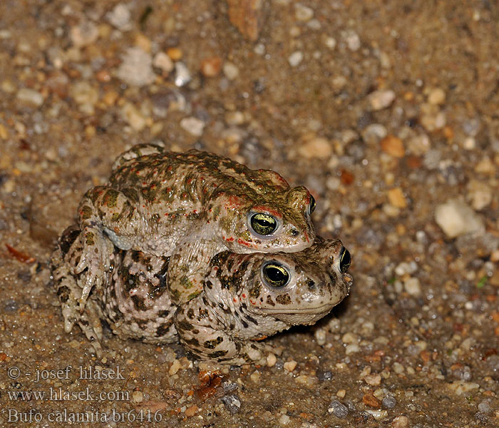 Bufo calamita Ropucha krátkonohá