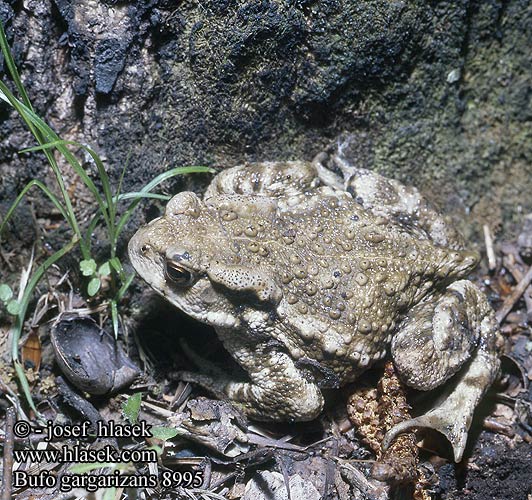 Bufo gargarizans bufo Asiatic Toad Chinese Asian giant