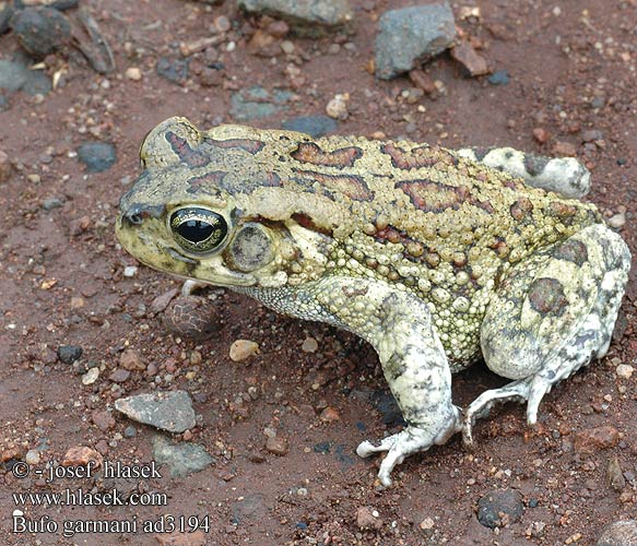 Bufo garmani Olive Toad Garman's Ropucha garmanova Оливковая жаба