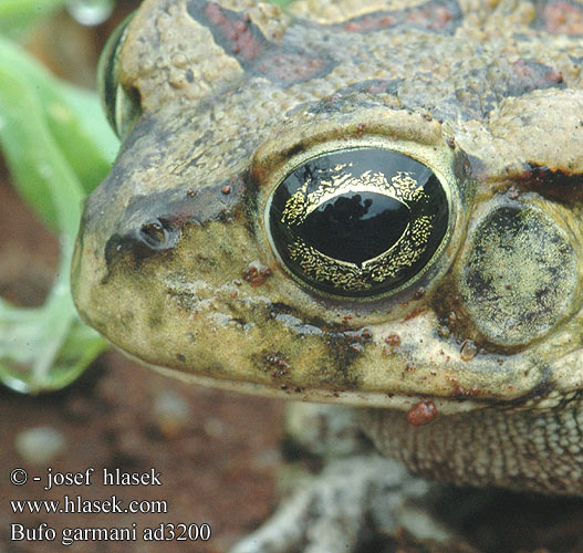 Ropucha garmanova Оливковая жаба Bufo garmani Olive Toad Garman's