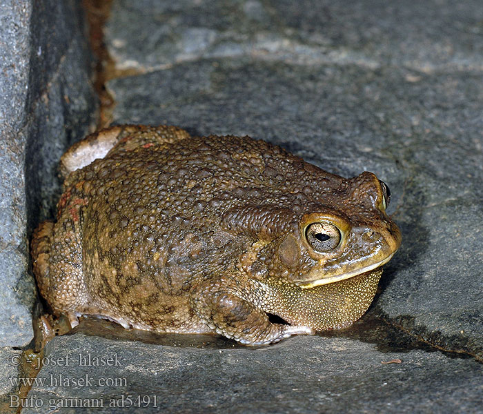 Bufo garmani Olive Toad Garman's Ropucha garmanova Оливковая жаба