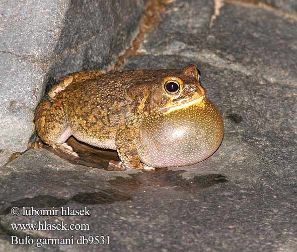 Оливковая жаба Bufo garmani Olive Toad Garman's Ropucha garmanova