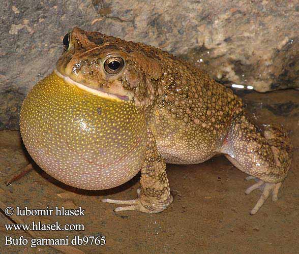 Garman's Toad Ropucha garmanova Оливковая жаба Bufo garmani Olive