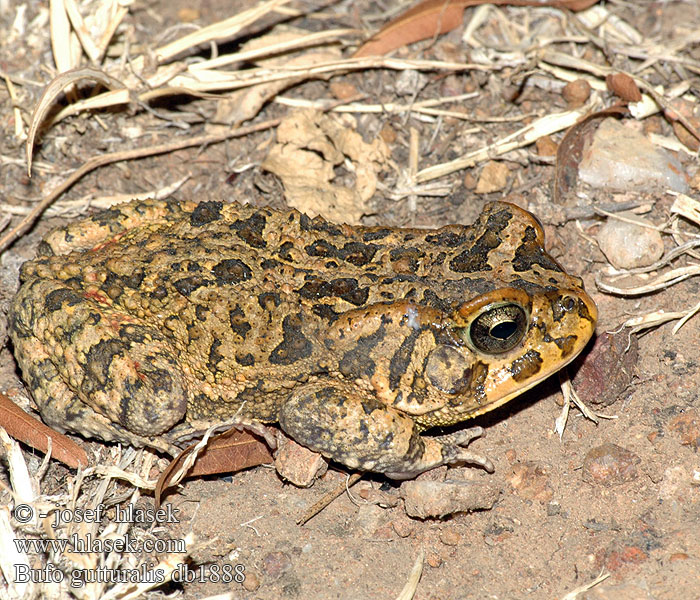 Bufo gutturalis Guttural Toad Checkered Cross-marked