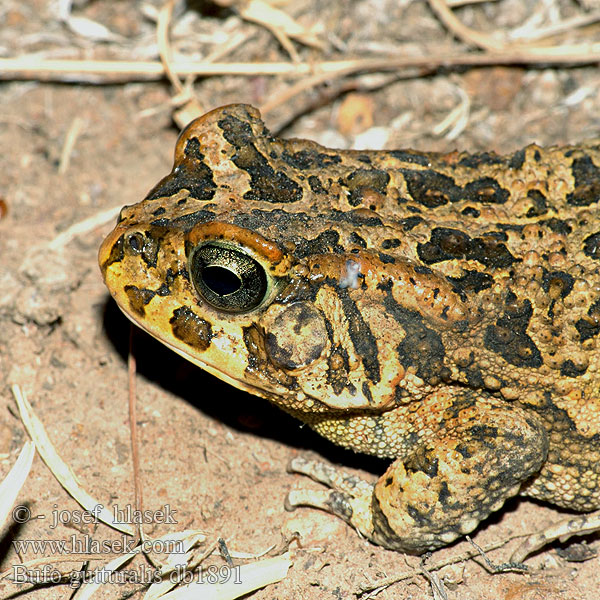 Amietophrynus gutturalis Crapaud guttural Ropucha červenonohá