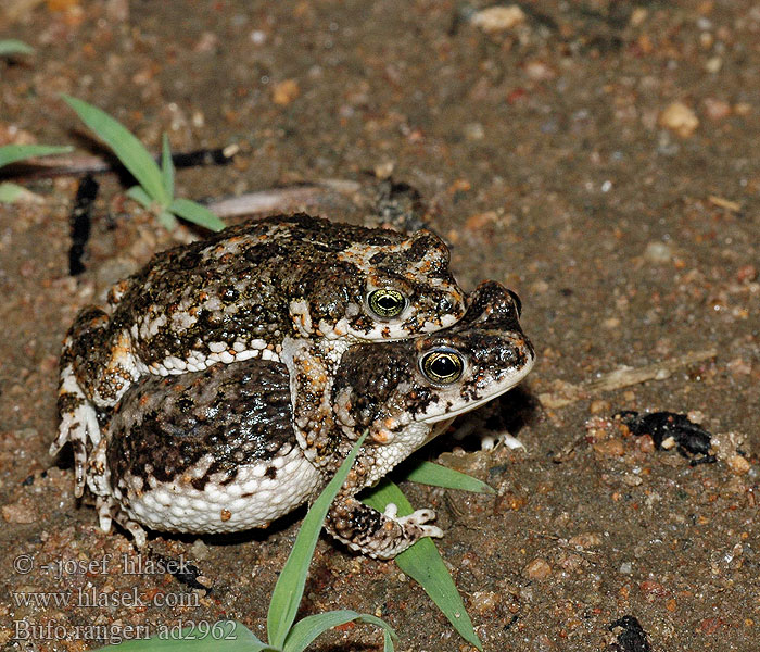 Bufo rangeri Amietophrynus Ranger's Toad Raucous