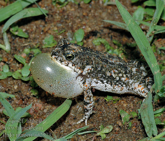 Ranger's Toad Raucous Ropucha hnědoskvrnná
