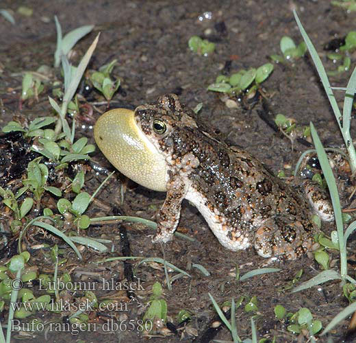 Raucus Kröte Erdkröte Хриплая жаба Bufo rangeri