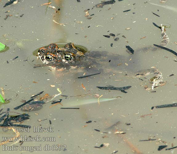 Bufo rangeri Amietophrynus Raucus Kröte Erdkröte