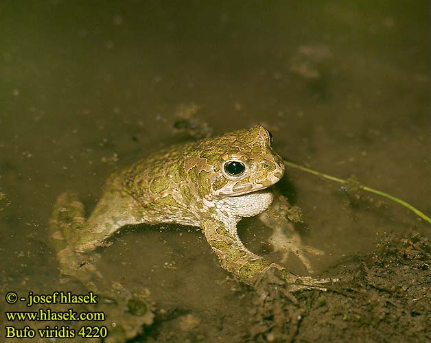 Bufo viridis Green Toad Grønbroget tudse viherkonna Crapaud vert Groene pad Rospo smeraldino Zöld varangy Wechselkröte Ropucha zielona zelená Sapo verde Grönfläckig padda Gece kurbağa Rustg verd Зелена крастава жаба 绿蟾蜍（ 绿蟾蜍  ミドリヒキガエル Grønnflekket padde Broasca râioasă verde Зеленая Жаба зелёная Πράσινος φρύνος Zelena krastača Grönfläckig padda Ропуха зелена