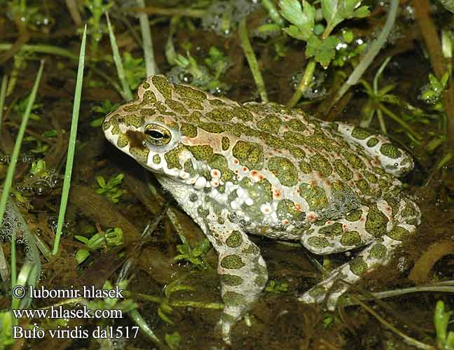 Bufo viridis