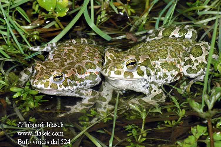 Broasca râioasă verde Зеленая Жаба зелёная Πράσινος φρύνος Zelena krastača Grönfläckig padda Ропуха зелена Bufo viridis Green Toad Grønbroget tudse viherkonna Crapaud vert Groene pad Rospo smeraldino Zöld varangy Wechselkröte Ropucha zielona zelená Sapo verde Grönfläckig padda Gece kurbağa Rustg verd Зелена крастава жаба 绿蟾蜍（ 绿蟾蜍 ミドリヒキガエル Grønnflekket padde