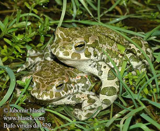 Zelena krastača Grönfläckig padda Ропуха зелена Bufo viridis Green Toad Grønbroget tudse viherkonna Crapaud vert Groene pad Rospo smeraldino Zöld varangy Wechselkröte Ropucha zielona zelená Sapo verde Grönfläckig padda Gece kurbağa Rustg verd Зелена крастава жаба 绿蟾蜍（ 绿蟾蜍 ミドリヒキガエル Grønnflekket padde Broasca râioasă verde Зеленая Жаба зелёная Πράσινος φρύνος