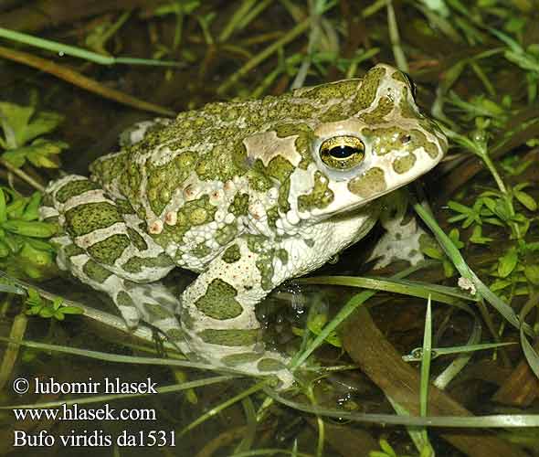 Green Toad Grønbroget tudse viherkonna Crapaud vert Groene pad Rospo smeraldino Zöld varangy Wechselkröte Ropucha zielona zelená Sapo verde Grönfläckig padda Gece kurbağa Rustg verd Зелена крастава жаба 绿蟾蜍（ 绿蟾蜍 ミドリヒキガエル Grønnflekket padde Broasca râioasă verde Зеленая Жаба зелёная Πράσινος φρύνος Zelena krastača Grönfläckig padda Ропуха зелена Bufo viridis