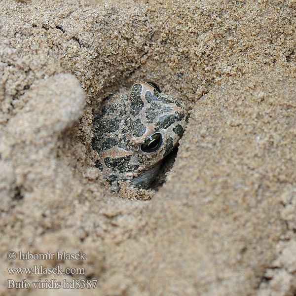 Bufo viridis Ropucha zielona zelená Sapo verde