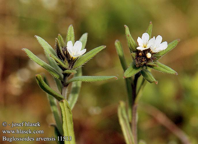 Buglossoides arvensis