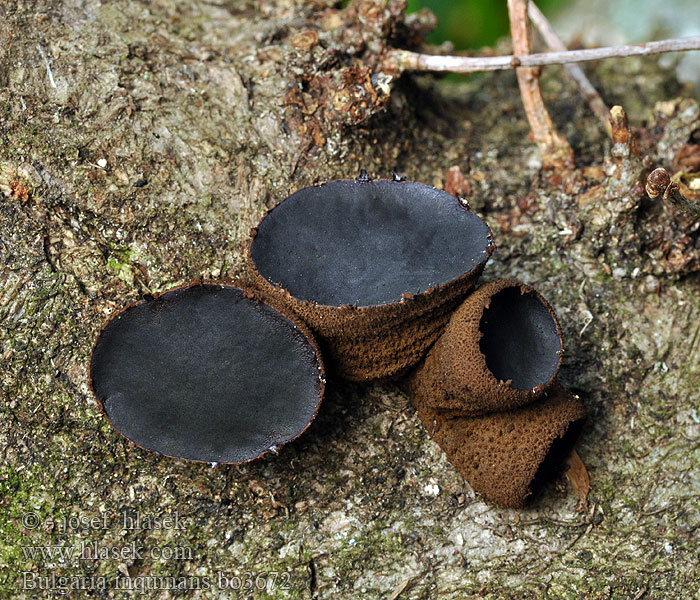 Black Jelly Drops Bulgar Nečedna bolgarka