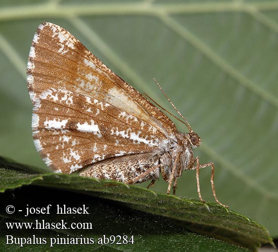 Píďalka tmavoskvrnáč borový Tallmätare Bupalus piniarius piniaria Pine Looper Bordered white moth Fyrremåler Mäntymittari Geometra pini Fenyőaraszoló Gemeiner Kiefernspanner Poproch cetyniak Пяденица сосновая Piadivka tmavoškvrnná