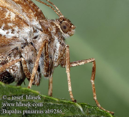 Pine Looper Bordered white moth Fyrremåler Mäntymittari Geometra pini Fenyőaraszoló Gemeiner Kiefernspanner Poproch cetyniak Пяденица сосновая Piadivka tmavoškvrnná Píďalka tmavoskvrnáč borový Tallmätare Bupalus piniarius piniaria