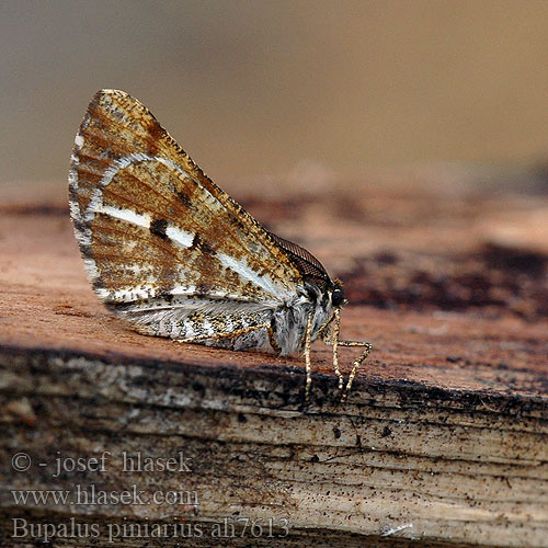 Bupalus piniarius piniaria Pine Looper Bordered white moth Fyrremåler Mäntymittari Geometra pini Fenyőaraszoló Gemeiner Kiefernspanner Poproch cetyniak Пяденица сосновая Piadivka tmavoškvrnná píďalka tmavoskvrnáč borový Tallmätare