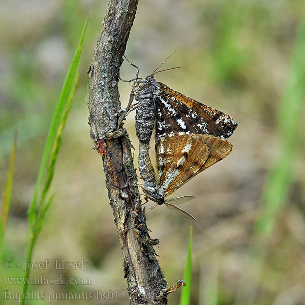 Bupalus piniarius piniaria Pine Looper Bordered white moth