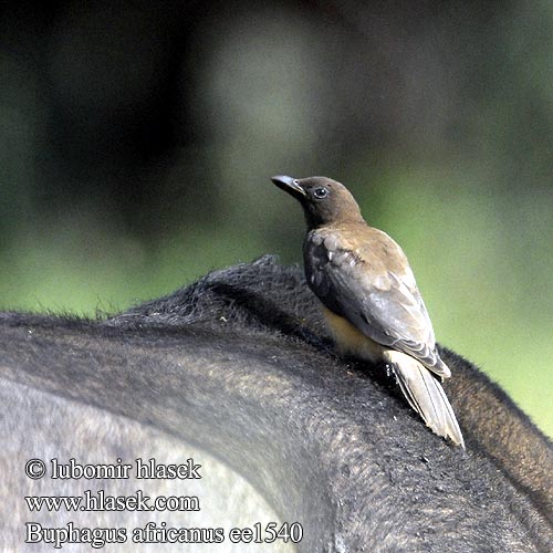 Buphagus africanus Yellow-billed Oxpecker Klubák žlutozobý