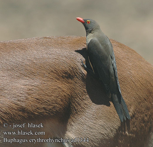 Buphagus erythrorhynchus Red-billed Oxpecker Rodnabbet