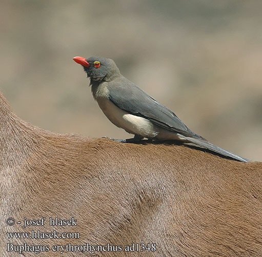 Buphagus erythrorhynchus Piqueboeuf bec rouge roodsnavel