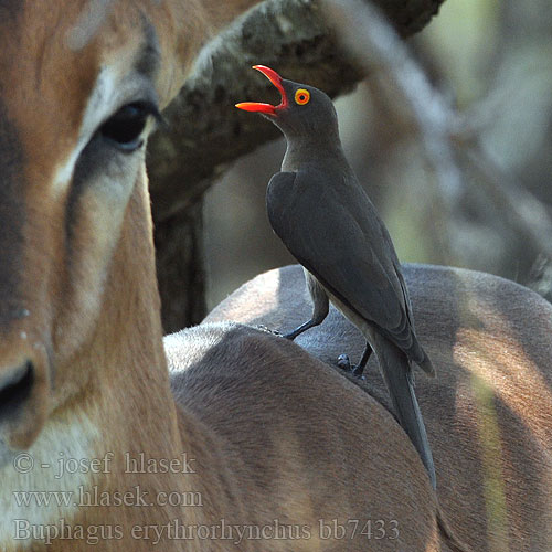 Buphagus erythrorhynchus erythrorhynchos Red-billed Oxpecker